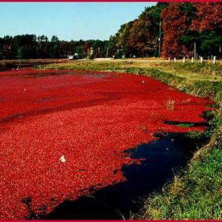 福建半年发生5起赤潮 累计影响面积75平方公里