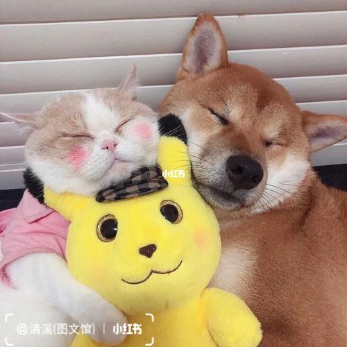 有爱又可爱的猫狗情侣头像7815_情侣头像_素材