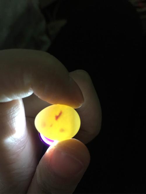 若兮文鸟 七彩种蛋 可孵化 小型鸟蛋 受精蛋 五枚包邮