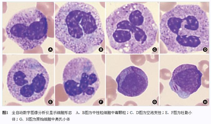 细胞形态学的介绍