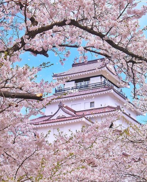 日本吉野山上3万株樱花盛放之时,每一处弥漫着花香,北海道的星辰照亮