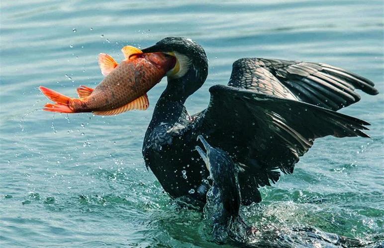 鸬鹚捕鱼图(下)