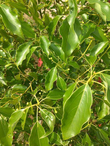 樟树叶子简笔画