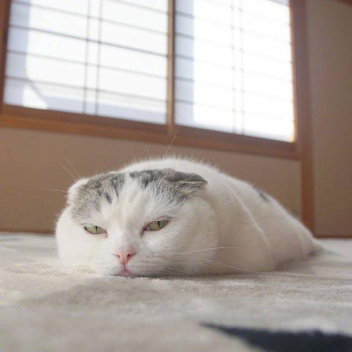 猫gif : 喵跑到放东西的柜子上,被主人找到后,这小眼神萌死了