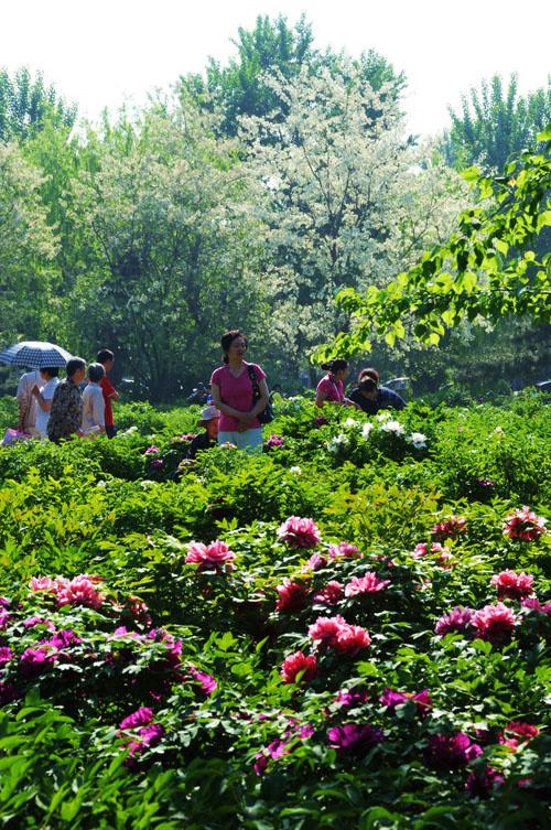 行行摄摄牡丹园