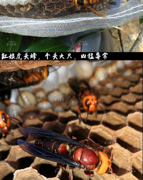 虎头蜂金环黑尾地蜂大马蜂胡蜂葫芦蜂黄蜂红娘黑蜂活