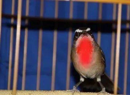 【鸟友汇】看图识常见的靛颏鸟及其它