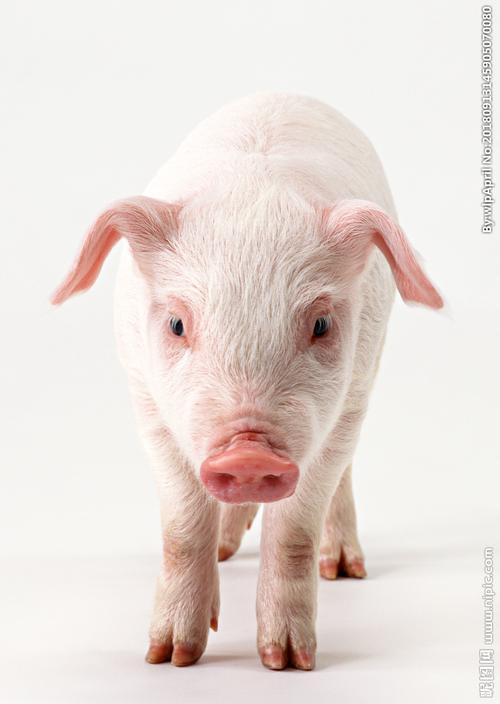 家畜猪图片