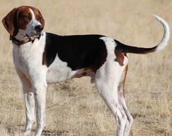 美国国父培育的品种,风一样的狗子——美国猎狐犬_猎犬