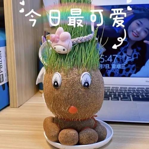 抖音长草娃娃桌面迷你小盆栽办公室卡通青草种植礼品新款章鱼娃娃1个