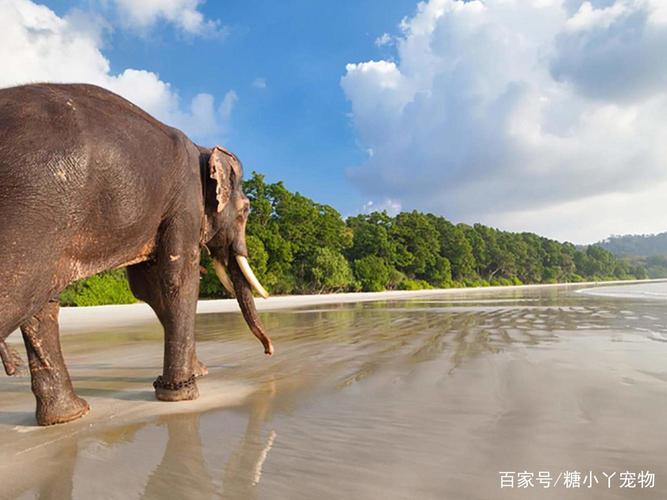 答案:大象.