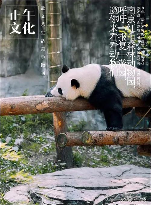 打卡地·南京红山森林动物园,呼吁"报复"游园,邀你来看动物们