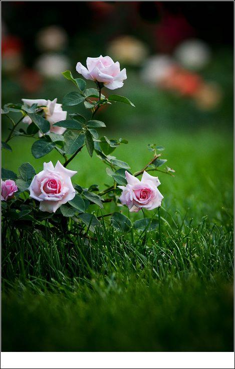 【天坛的月季摄影图片】天坛生态摄影_太平洋电脑网