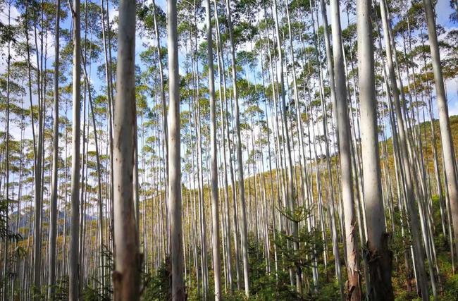山泉变小,溪水变少,广西桉树真的是原罪吗?