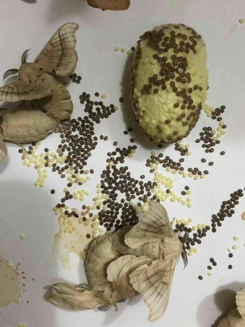 从卵中孵化出来的蚕宝宝黑黑的像蚂蚁,我们称为「蚁蚕」,之后蜕变休眠