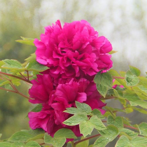 文昌品种牡丹价格小苗报价