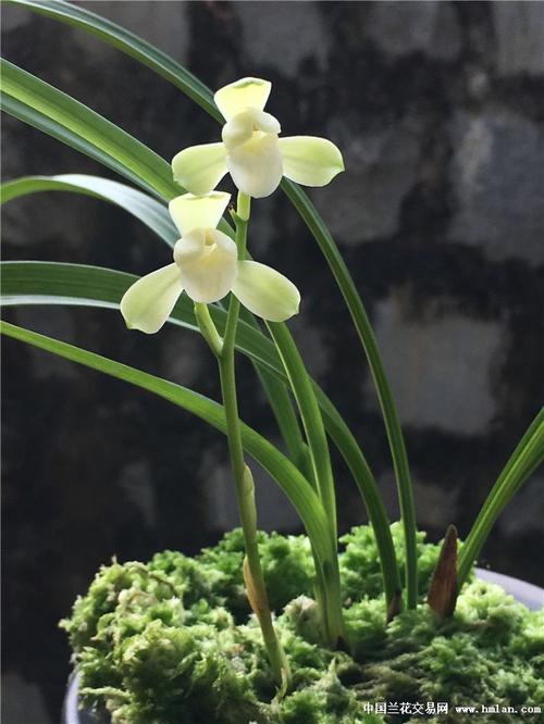 建兰《大唐宫粉》2苗