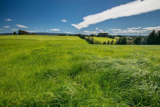 乳业新规促奶源升级 纽瑞滋新西兰牧场引热议