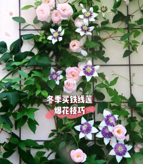 冬天买铁线莲小苗,铁线莲爆花技巧_铁线莲_冬天去哪玩