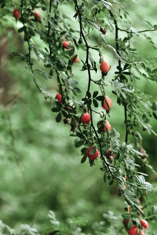 每年,山里的野蔷薇都结很多果实!
