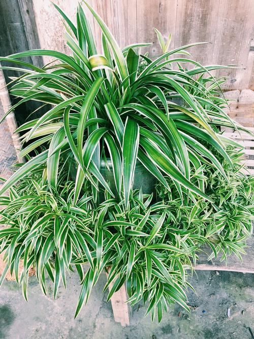 奶奶养的白边吊兰