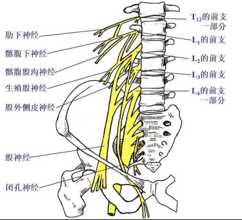 腰丛神经走向定位以及处理和触发因素