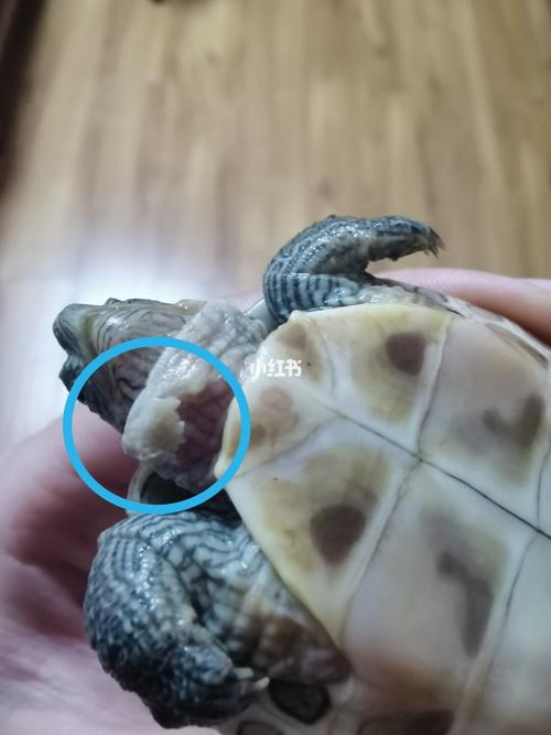 乌龟脖子上的有一块肉肉裂开了_宠物_宠物救助在行动
