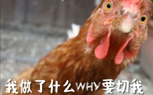 【雄叔带你切】割鸡割鸡割鸡割鸡割鸡?