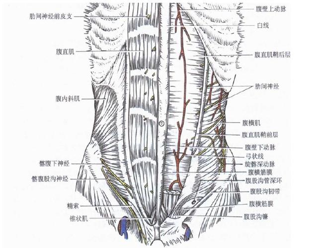 腹前外侧壁的肌肉(深层)">