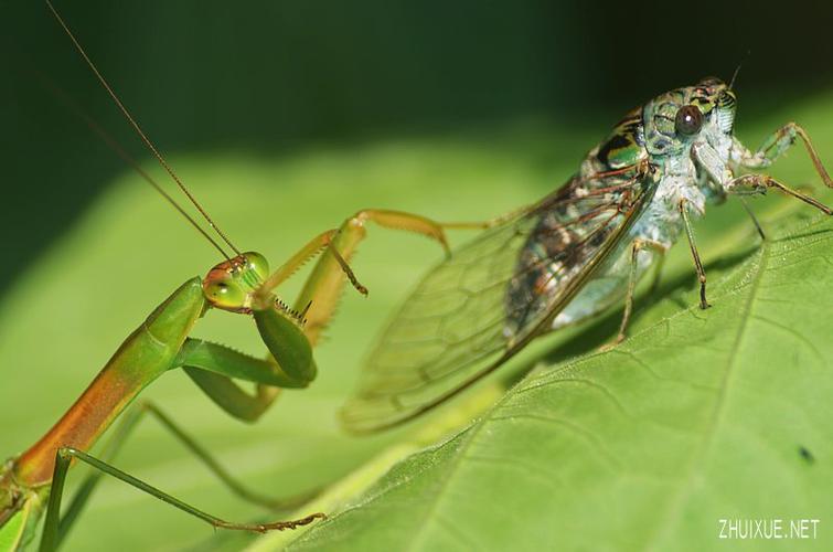 螳螂捕蝉的寓言故事
