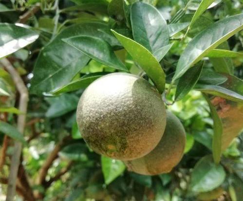 柑橘白癞病是一种潜伏期病害,一旦遇上适宜条件,3天即可出现症状,对于