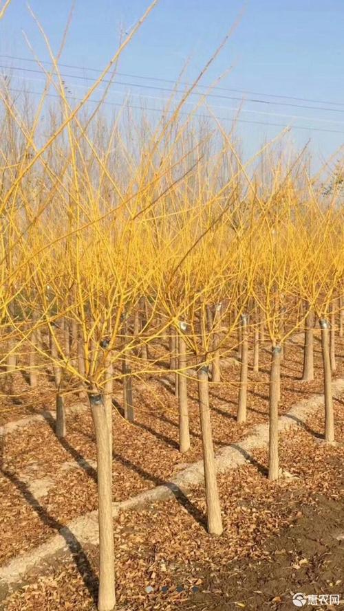 金枝槐 矮杆金枝槐 供应金枝槐 金枝槐基地 黄金槐