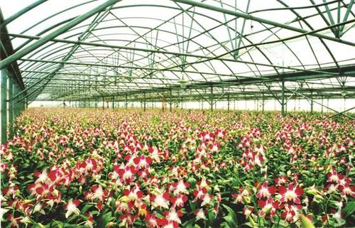 兰花种植棚