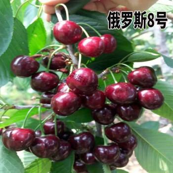 樱桃树苗果树嫁接苗南方北方地栽盆栽当年结果车厘子俄罗斯8号(甜)4年