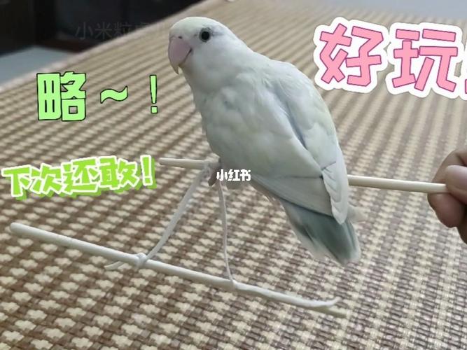 随手做了个玩具_鹦鹉_牡丹_玩具_青春期_筷子_牡丹鹦鹉_宠物_宠物其他