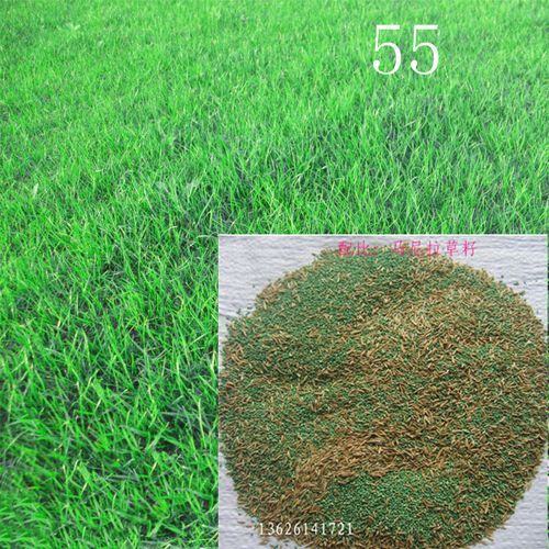 批发 马尼拉草籽 马尼拉 四季青草籽