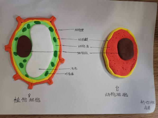 细胞的结构与特点,并培养动手能力,学校初一年级来了一场"细胞模型制