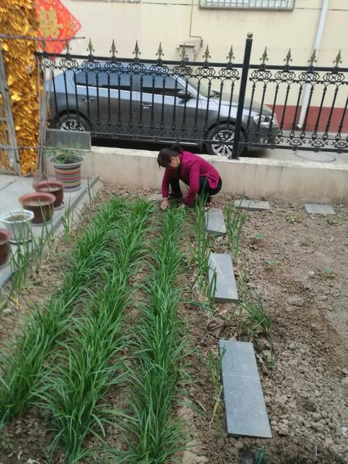 到老乡家割韭菜