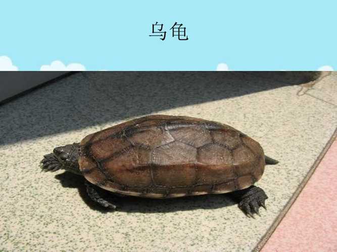 动物的防身绝招.ppt