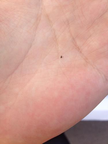 白天出来活动,我们当地叫咩蚊,意思是