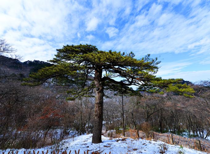 冬游黄山之劲松(首发)