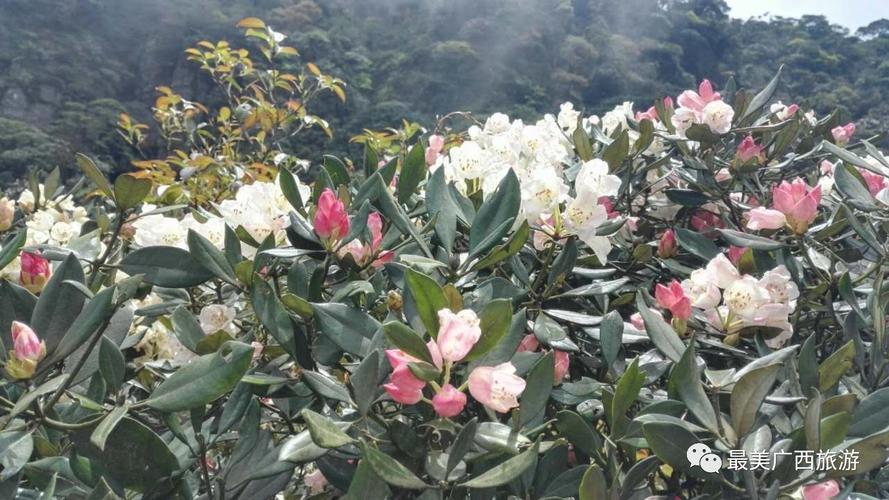 5月18,20号出发金秀圣堂山杜鹃花花开正好,二日游仅售