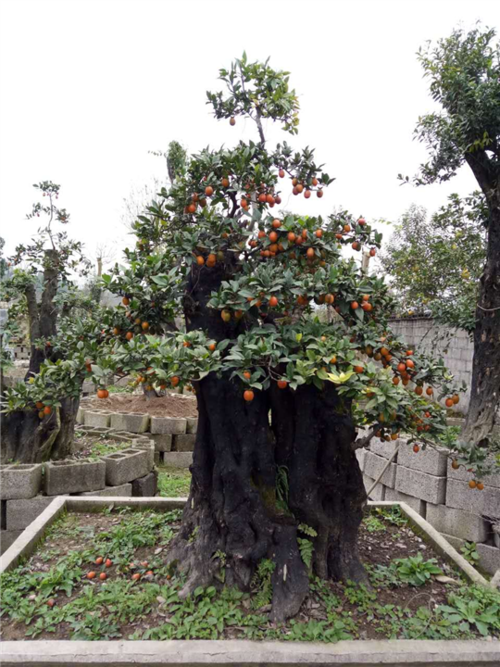 金弹子批发|金弹子基地