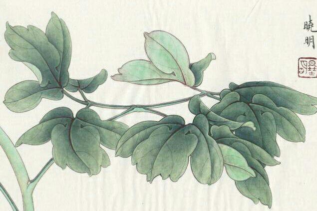 注重写生,是画好牡丹叶的关健:(下篇)则鸣       再看下一组叶画法