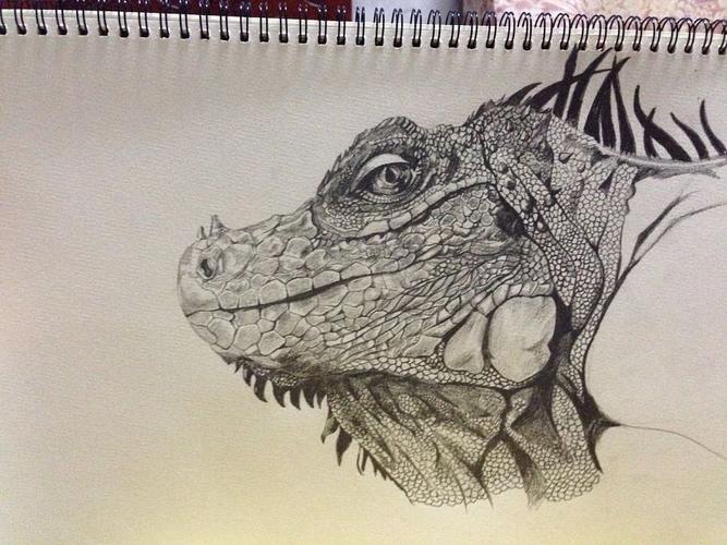 喜欢画的小蜥蜴