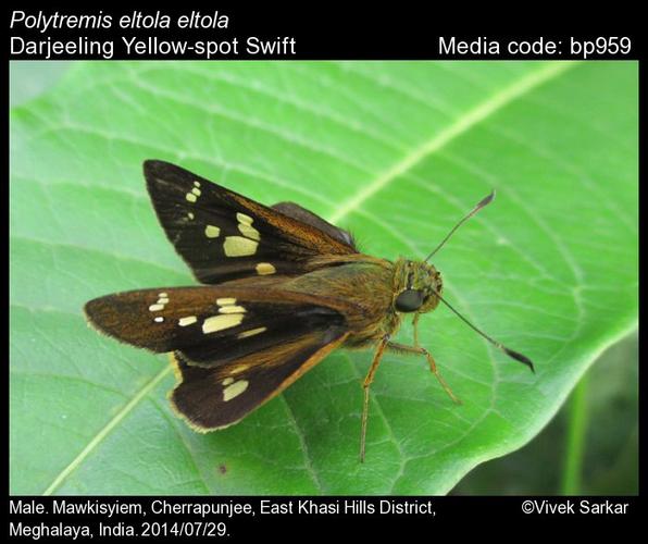 polytremis eltola eltola - darjeeling yellow-spot swift