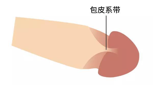 并且还会存在于包皮内部,通过 a target="_blank" href="/item/冠状沟