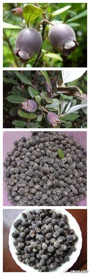 山捻果山棯果山稔果山菍果桃金娘