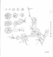 碧桃手绘线描稿