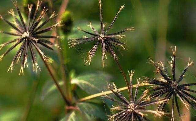 鬼针草,有清热解毒,消肿散热的作用.